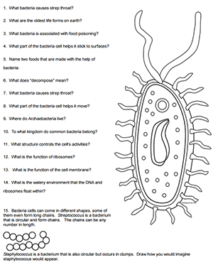 worksheet