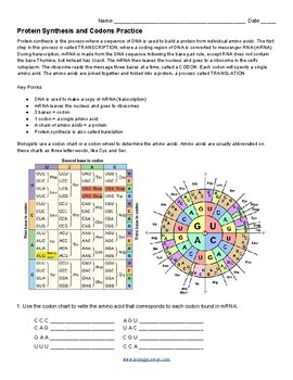 Protein Synthesis Practice