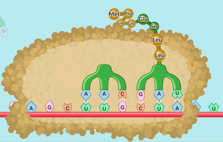 protein synthesis