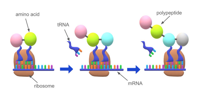 Reinforcement:  RNA and Protein Synthesis
