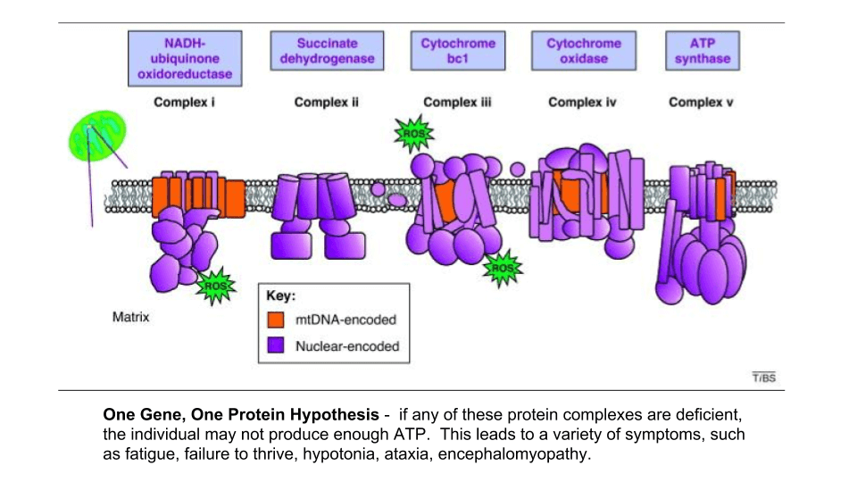 protein complex