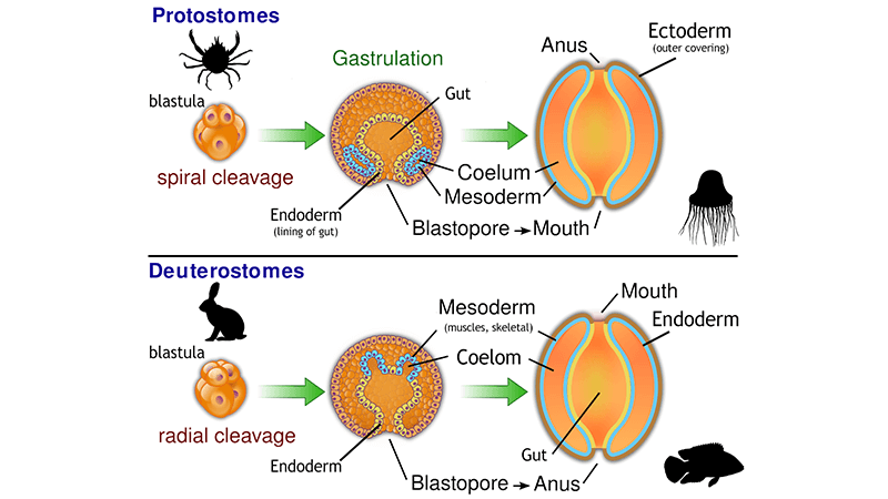 Compare Body Plans of Protostomes to Deuterostomes