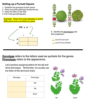 dihybrid cross punnett square worksheet