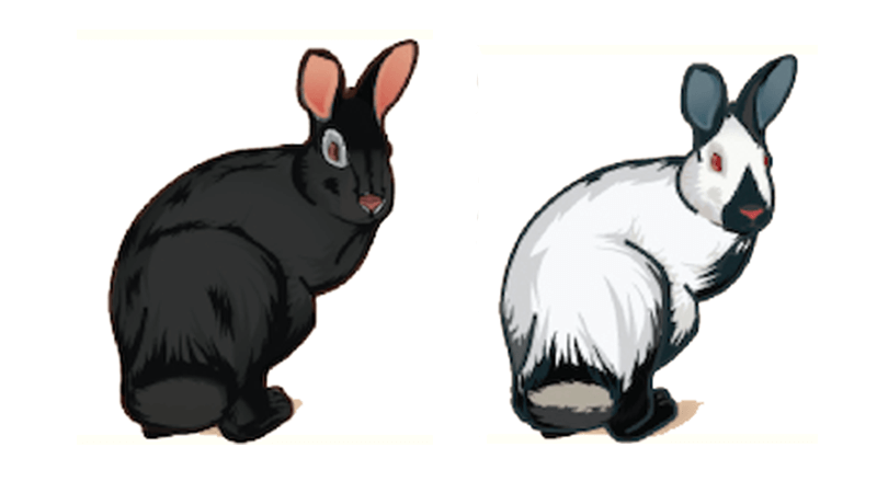 Multiple Allele Traits in Rabbit Coat Color