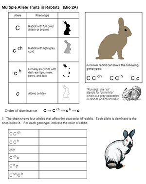 rabbit worksheet