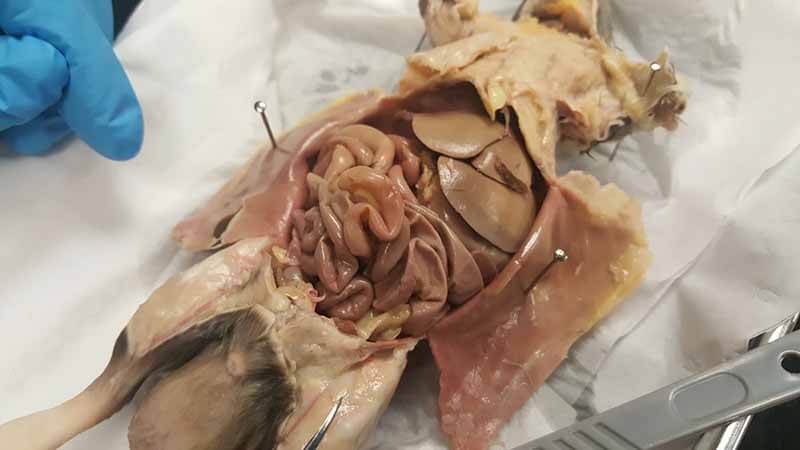 Investigation: Rat Dissection