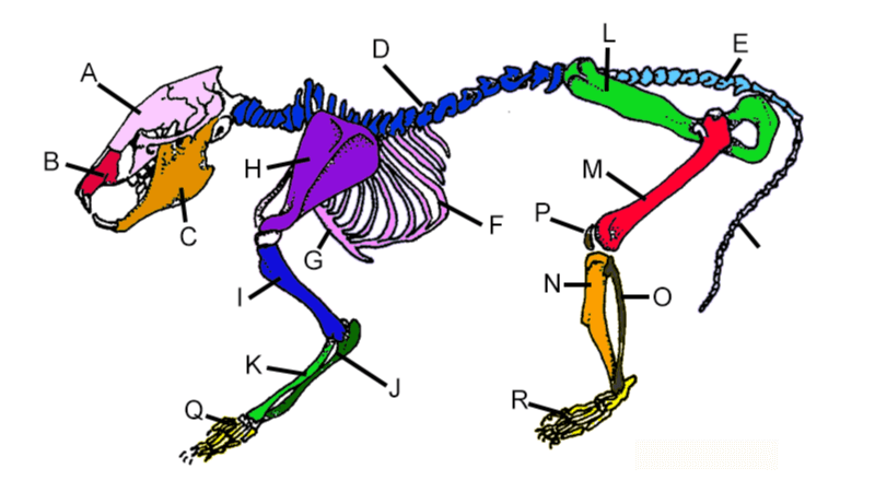 Explore the Skeleton  of the Rat with Coloring