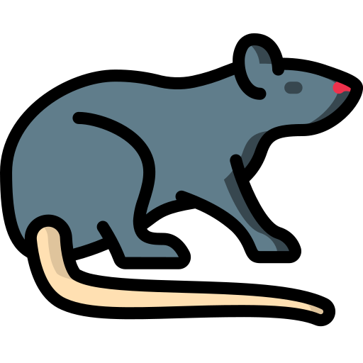 rat