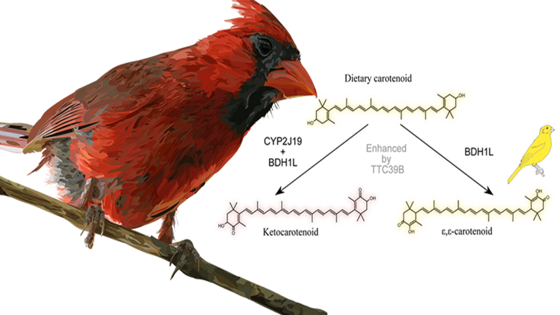 How Did the Cardinal Get His Red Feathers (CER)