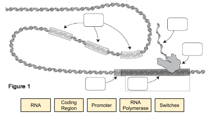 DNA and Switches