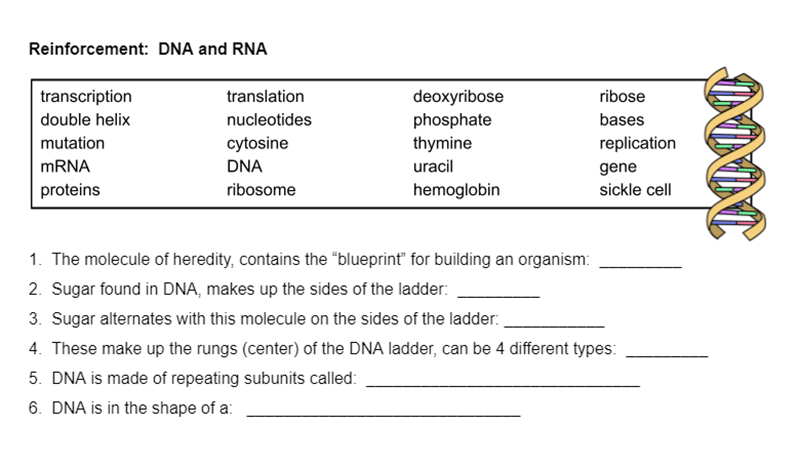 Reinforcement:  DNA, RNA, and Sickle Cell