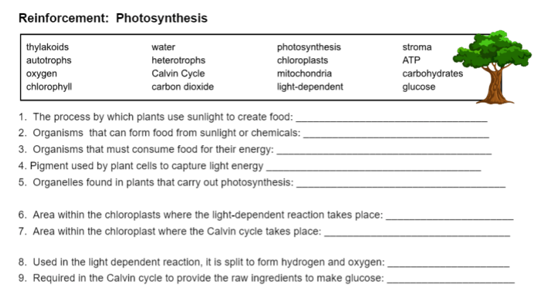 Reinforcement: Photosynthesis