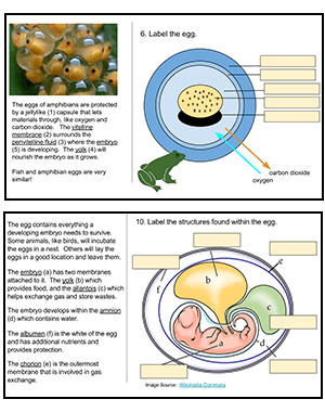 Animal Reproduction and the Egg – Guided Learning