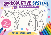 reproductive system coloring