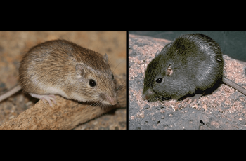 Evolution and the Rock Pocket Mouse (HHMI)