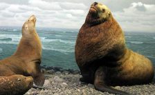 male and female sea lions