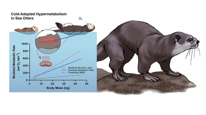 Adaptive Thermogenesis in Sea Otters (CER)