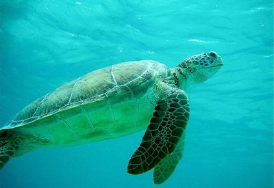 Case Study: Loggerhead Turtles and Population Models