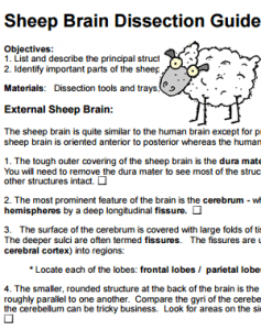 sheep-brain