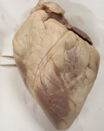 preserved sheep heart