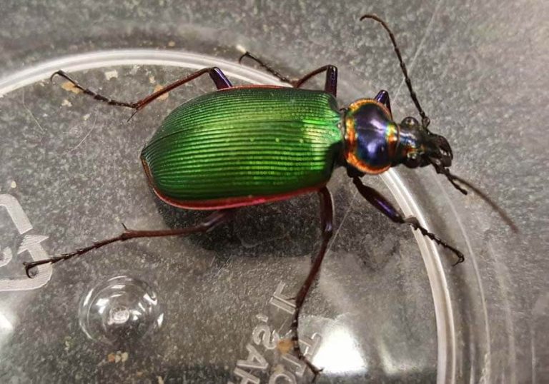 Investigation How Do Insects Move on Six Legs?