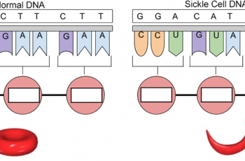 Genetics of Sickle Cell