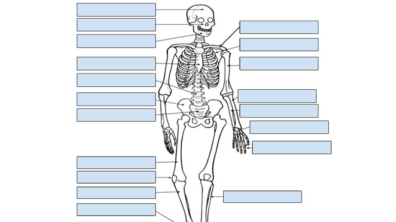 Skeleton Label Using Slides