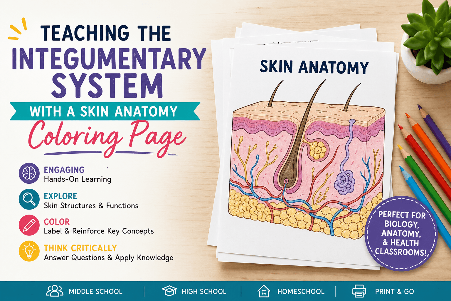Integumentary System – Color the Layers of the Skin
