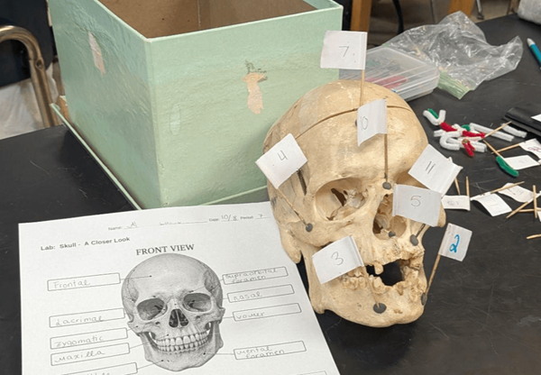 human skull lab