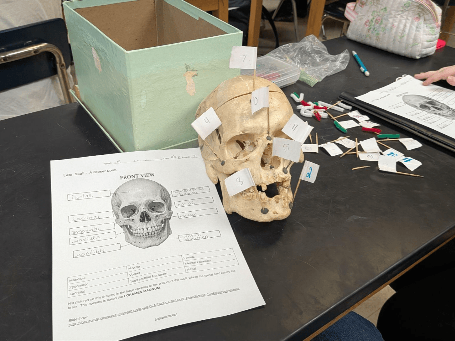 Lab: A Closer Look at Human Skull Anatomy