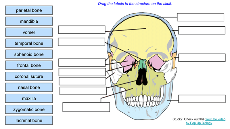 Skull Anatomy - Cranial Bone and Suture Labeled Diagram, Names