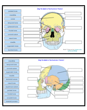 The Skull – Anatomy & Physiology