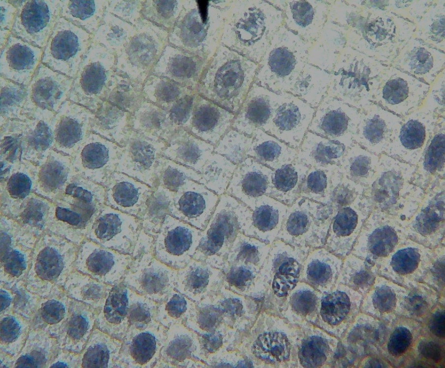 slide of cells