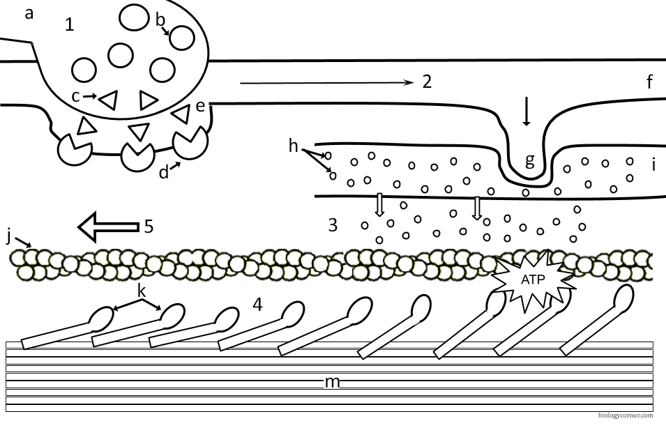 sliding filament