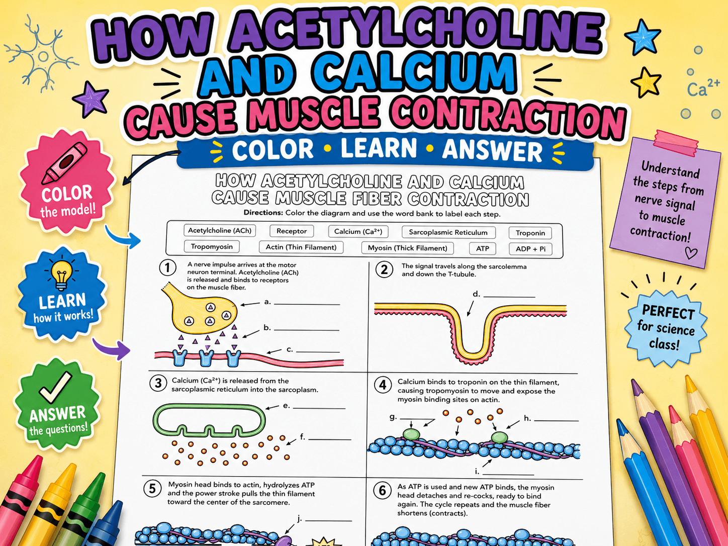 Sliding Filament Model Coloring Worksheet