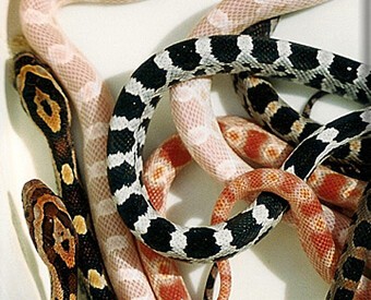 Evolution & Taxonomy