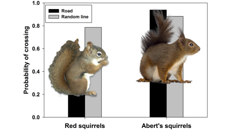 squirrels with graph