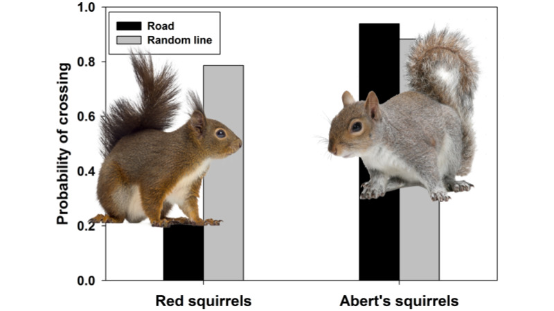 Effects of Roads on Squirrels and Space Use
