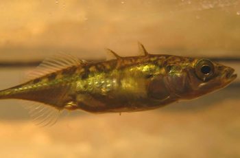 Investigation: Gene Switches in Stickleback Fish