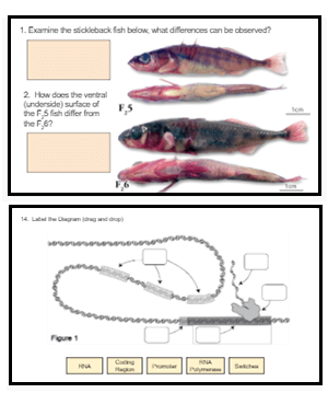 case study stickleback gene regulation answer key