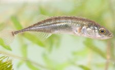 Stickleback Fish – An Evolution Story