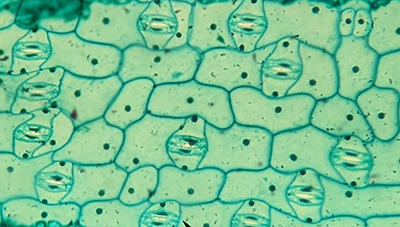 cells with stomata