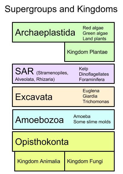 Kingdom Chart Biology