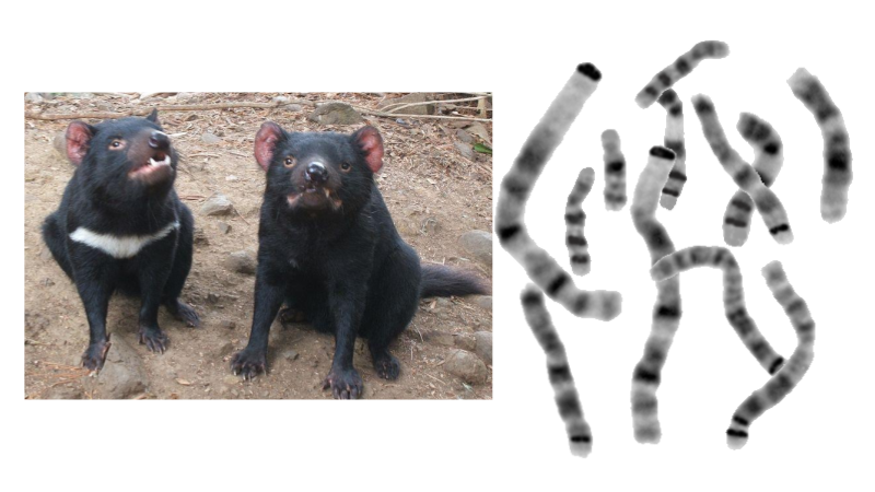 Tasmanian Devil Karyotype (Remote Version)