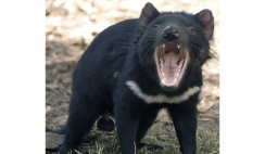 tasmanian devil