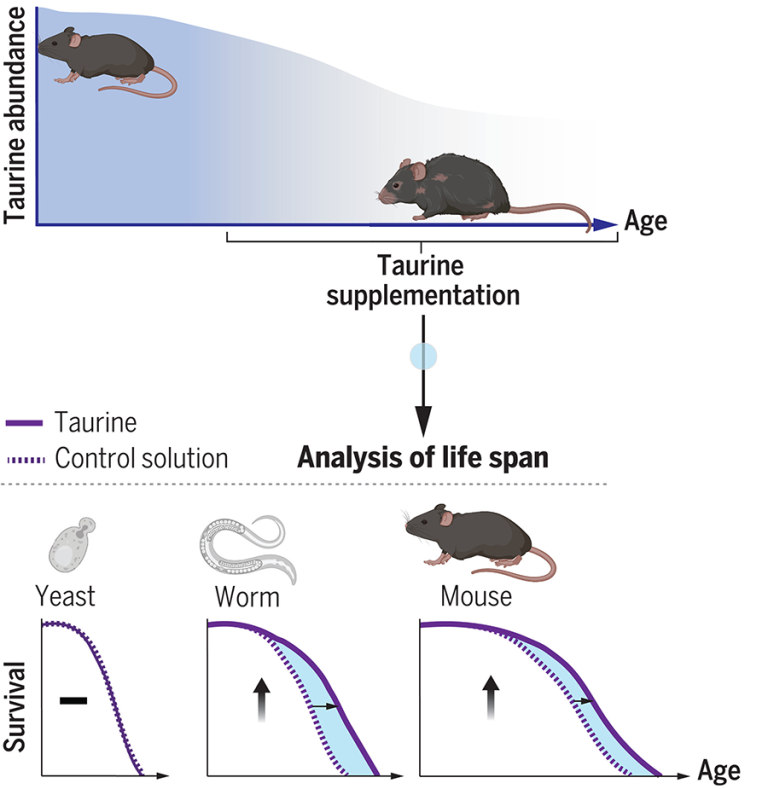 Interpreting Diagrams Taurine Supplements and Aging