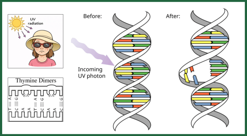 Thymine Dimers & DNA Repair