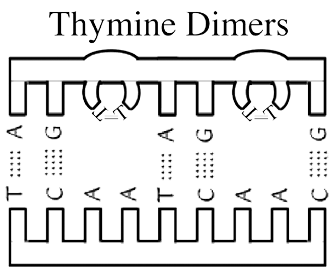 thymine dimers
