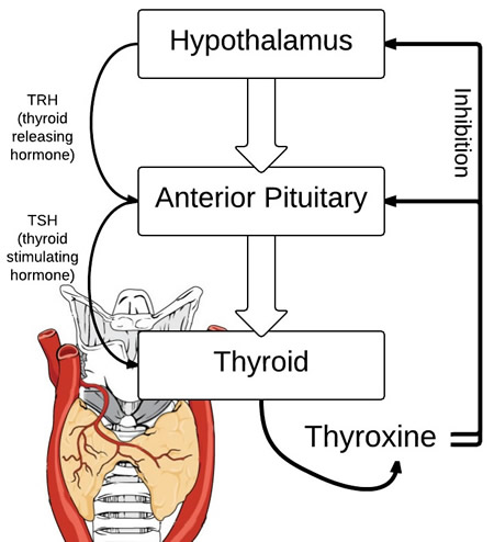 thyroid pathway