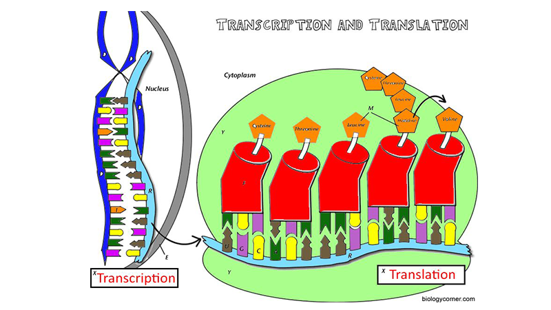 Learn Transcription and Translation by Coloring